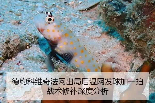 de-yue-ke-wei-qi-fa-wang-chu-ju-hou-wen-wang-fa-qiu-jia-yi-pai-zhan-shu-xiu-bu-shen-du-fen-xi-2-257.jpg